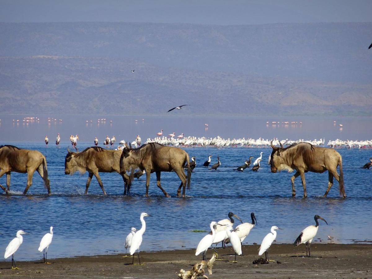 Africa Safari Lake Natron Mtowabaga Eksteriør bilde